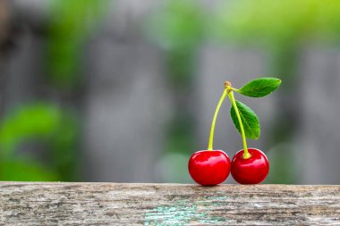 Bir dal üzerinde iki kiraz, taze hasat, fotokopi alanı, metin için yer..