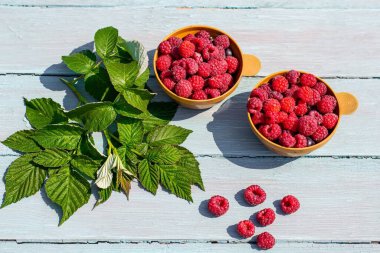Yaz durgun bir hayat, mavi ahşap arka planda fincanda taze ahududular, kırsal bir tarz..