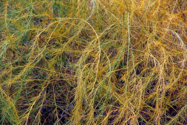 A close-up view of parasitic plant's cuscuta, or tali-putri. Golden-yellow threadlike tendrils intertwine and cover the host plant, creating intricate and unique patterns and structures.
