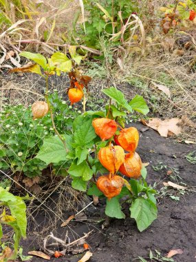 Selective focus of the red-orange ripe fruit of the Chinese lantern plant. Physalis alkekengi is plant species of the genus Physalis, a member of the subfamily Solanoideae of the Solanaceae group.