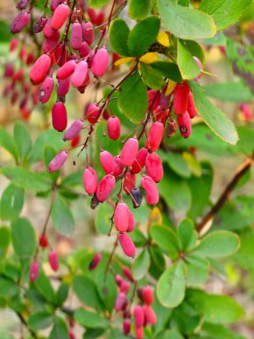 Kırmızı böğürtlen, yeşil sonbahar yapraklarının bulanık arka planında dallarda asılı duruyor. Gıda, doğa ve manzara kavramlarının yer aldığı yakın çekim bahçe sahnesi.