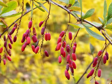 Kırmızı böğürtlen, sarı sonbahar yapraklarının bulanık arka planına karşı bir dalda kümelenir. Yiyecek, doğa ve manzara kavramlarının yer aldığı yakın plan bir bahçe sahnesi..