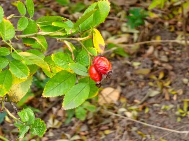 Olgun gül kalçaları, Rosa Canina bir sonbahar günü çalılıklarda. Arka plan bulanık. Seçici odak.
