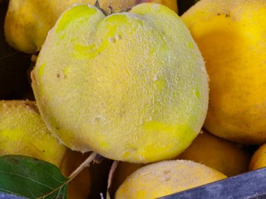 Yeşil yapraklı, büyük, olgun, sarı bir Cydonia 'ya yakın çekim. Taze toplanmış ayva meyvesi. Sağlıklı yeme kavramı.