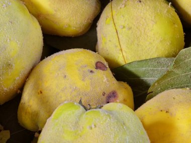 Büyük, olgun, yeşil yapraklı bir Cydonia 'nın yakın çekimi. Taze toplanmış ayva meyvesi. Sağlıklı yeme kavramı.