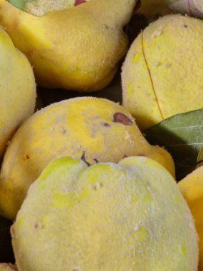 Yeni toplanmış ayva meyvelerinin yakın çekimi. Büyük boy yeşil yapraklı olgun sarı Cydonia aygırı. Sağlıklı yeme kavramı.