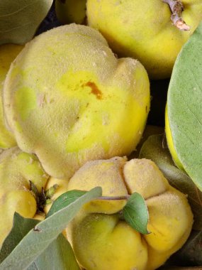 Yeşil yapraklı, büyük, olgun, sarı bir Cydonia 'ya yakın çekim. Taze ayva meyvesi topladım. Sağlıklı yeme kavramı.