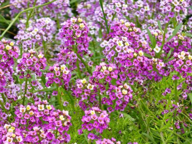Mor, pembe ve beyaz deniz alkalyumu çiçekleri, ya da Lobularia maritima. Deniz alyssum, veya tatlı alyssum, sonbaharda bahçede çiçek açar..