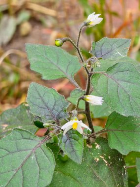 Çiçek açan Solanum nigrum bitkisinin yakın çekimi. Siyah itüzümlü beyaz çiçekleri zehirli kara dutlar takip eder..