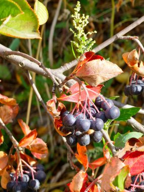 Aronia ve siyah yaban mersini. Sonbahar bahçesinde hasat zamanı. Seçici odaklanma. Arka plan bulanık. Böğürtlen arka planı.