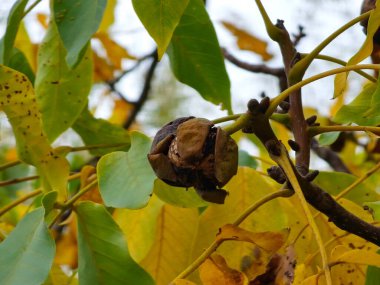 Sonbahar ceviz ağacı dalları sararmış yapraklar ve olgun cevizler hala asılı, mevsimin sonunu ve hasat zamanının güzelliğini simgeliyor..