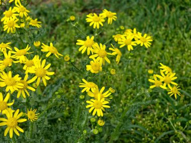 Dar yapraklı turp otunun sarı çiçeklerini bulanık bir arka plana yakın plan. Latince adı Senecio inaequidens..