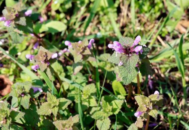 Mor, ölü, yabani bir çiçek baharda ayrılır..