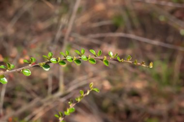 Cotoneaster 'ın bir dalına yakın plan. Küçük yeşil yapraklar, bulanık doğal bir arka plana karşı..