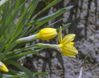 Baharın başlarında sarı nergis çiçeği tomurcukları.
