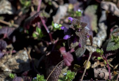 Lamium purpureum, also called the gypsy s seal or pussy, belongs to the labiate family, which includes nettle, dead nettle, blooms in early spring, at the end of March. The flowers are purple.