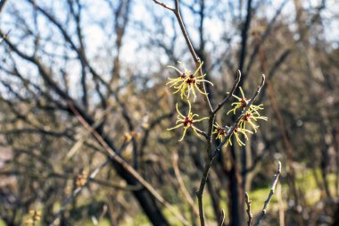 İlkbaharda cadı fındığı ya da Hamamelis virginiana. Çiçek açan ağaç.