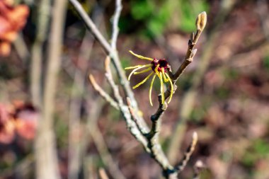 Cadı Hazel, ya da Hamamelis Virginiana, yakın plan çiçek açar. Hamamelidaceae ailesinde yaprak döken bir ağaç. Baharın başında sarı çiçekler. Bahar çiçeği arkaplanı. Seçici odak.