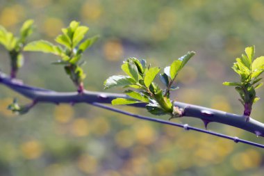 Baharın başında bahçede gül tırmanışı. Gül dallarında tomurcuklar açılıyor. Rose, Rosaceae familyasından Rosa cinsinin uzun ömürlü bir çiçeğidir..