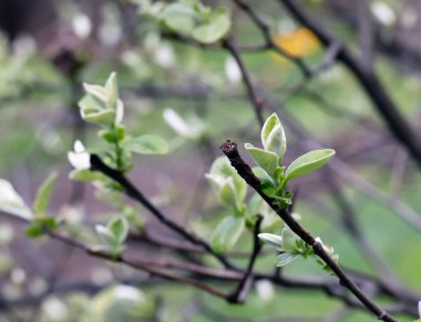 Genç bahar yaprakları dalda. Ayva minimalist dalları. İlkbaharın başlarında Cydonia.
