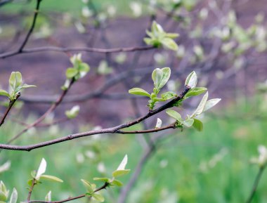 Genç bahar yaprakları dalda. Ayva minimalist dalları. İlkbaharın başlarında Cydonia.