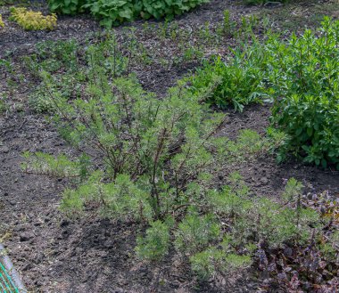 Artemisia abrotanum, Güney Ormanı (