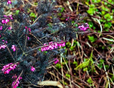 Erica Carnea baharda bahçede büyür ve çiçek açar..