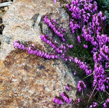 Erica Carnea baharda bahçede büyür ve çiçek açar..