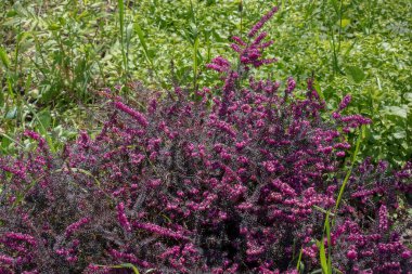 Erica Carnea baharda bahçede büyür ve çiçek açar. Çiçek arka planı.
