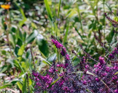 Erica Carnea baharda bahçede büyür ve çiçek açar. Çiçek arka planı.