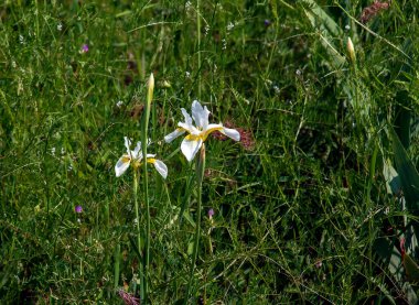 Iris Halophila 'nın açık mor çiçekleri bir yaz bahçesinde. Süs bitkisi olarak yetiştirilmiş..