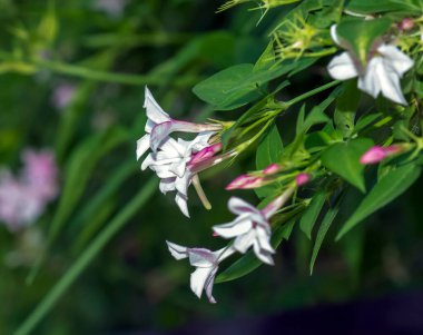 Pembe yasemin asması veya çiçekli yasemin polyanthum, bahar arkaplanı
