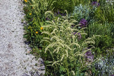 Beta trigyna, Amaranthaceae familyasından Avrupa ve Batı Asya 'nın karlı bölgelerinde büyüyen bir tür..