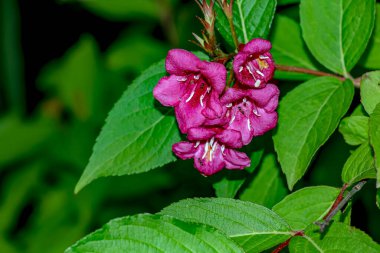 Weigela Florida çiçek açmış. İlkbaharda güzel, parlak, sıcak pembe çiçekler. Weigela, Caprifolia ailesinden. Mevsimlik doğal fon.