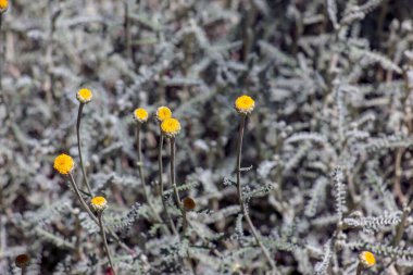 Santolina Chamaecyparissus 'un sarı çiçekleri ve gümüşi kökleri, mis kokulu, gümüşi gri yaprakları ve parlak, düğme şeklinde sarı çiçekleri ile bilinen sonsuza dek yeşil bir alt çalı..