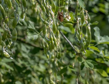 Altın yağmur ağacı kozaları, doğanın yumuşak ve bulanık arka planıyla çevrili bir dalda zarifçe asılı duruyor. Laburnum anagyroidleri