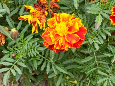 Çiçek açan kadife çiçekleri, yaz mevsiminin sıcaklığını ve neşesini yansıtan kalın yapraklarıyla manzarayı aydınlatır..