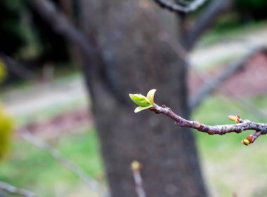 Lale liriodendronu çok güzel bir süs ağacıdır. Latince adı Liriodendron tulipifera 'dır. İlkbaharın başlarında lale liriodendronu.