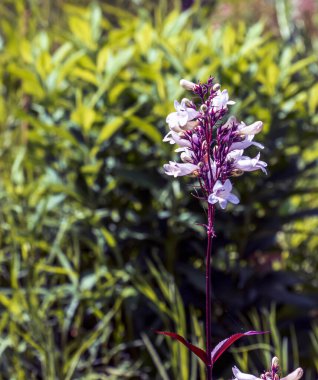 Yüksükotu sakal dili mi yoksa Penstemon Digitalis Husker Red mi? Talus eğimli kalem ve beyaz sakal dili de denir.