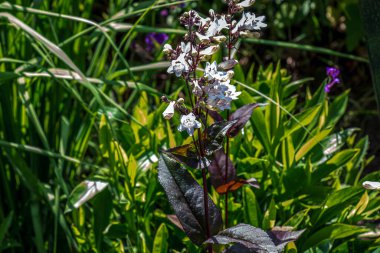 Bulanık arkaplanda Penstemon çiçeği. Çiçeklerin renkli yakın plan fotoğrafı. Güzel ekran koruyucu. Penstemon Digitalis Husker Red, Plantaginaceae ailesi. Penstemon beyazı.