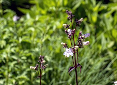Kır çiçeğinin çiçekleri Penstemon Dijital 'Husker Red'.