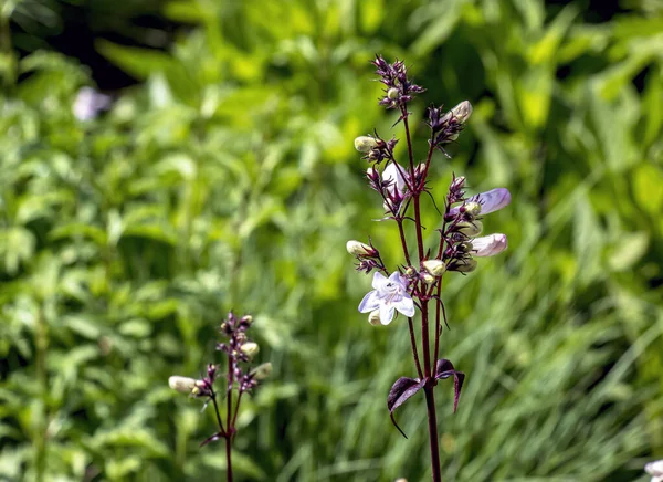 Kır çiçeğinin çiçekleri Penstemon Dijital 'Husker Red'.