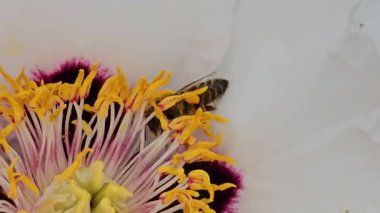 Beyaz bir ağaç şakayığının sarı keklerinden nektar toplayan bir arıya yakın plan. Ya da peeonia suffruticosa, peeonia rockii, çiçek..