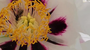 Beyaz bir ağaç şakayığının sarı keklerinden nektar toplayan bir arıya yakın plan. Ya da peeonia suffruticosa, peeonia rockii, çiçek..