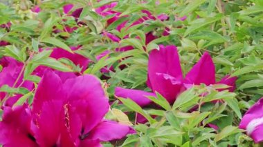 Ağaç Şakayığı ya da Peeonia 'nın çalılıklarına yakın çekim