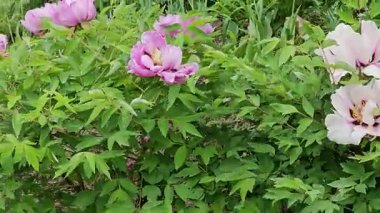 Ağaç Şakayığı ya da Peeonia 'nın çalılıklarına yakın çekim