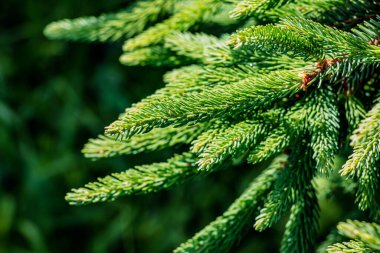 Picea glauca ladin 'inin yoğun yeşil iğnelerinin yakın çekimi, doğal güneş ışığıyla yakalanır. Yakın plan..