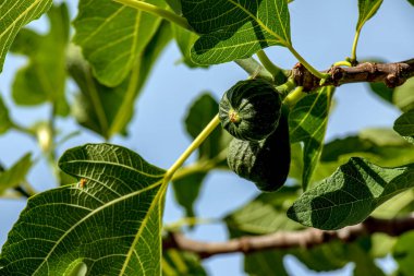 Lezzetli incir meyveleri veya bahardaki mavi gökyüzüne karşı Ficus carica