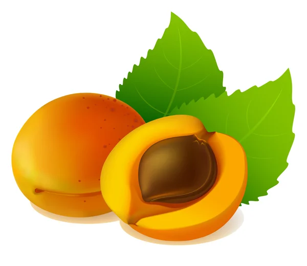 Abricot aux feuilles — Image vectorielle
