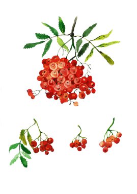 suluboya kırmızı rowan